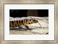 Golden Tegu Lizard, Asa Wright Wildlife Sanctuary, Trinidad, Caribbean Fine Art Print