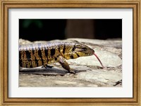 Golden Tegu Lizard, Asa Wright Wildlife Sanctuary, Trinidad, Caribbean Fine Art Print