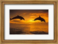 Silhoutte of Bottlenose Dolphins, Caribbean Fine Art Print
