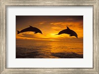 Silhoutte of Bottlenose Dolphins, Caribbean Fine Art Print