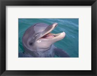 Bottlenose Dolphin, Caribbean Fine Art Print