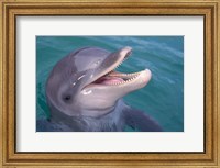 Bottlenose Dolphin, Caribbean Fine Art Print