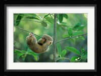 Silky Anteater wildlife, West Indies, Trinidad Fine Art Print