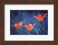 Alberta, Jasper National Park Wood lily flowers Fine Art Print