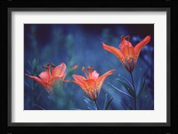 Alberta, Jasper National Park Wood lily flowers Fine Art Print