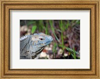 Iguana lizard, Queen Elizabeth II Park, Grand Cayman Fine Art Print