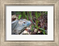 Iguana lizard, Queen Elizabeth II Park, Grand Cayman Fine Art Print