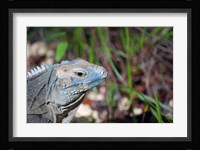 Iguana lizard, Queen Elizabeth II Park, Grand Cayman Fine Art Print