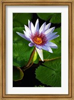 Lily flower pads, Botanic Park, Grand Cayman Fine Art Print
