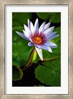 Lily flower pads, Botanic Park, Grand Cayman Fine Art Print
