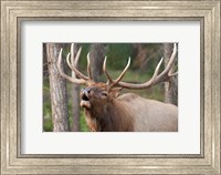 Canada, Alberta, Jasper National Park Bull elk bugling Fine Art Print