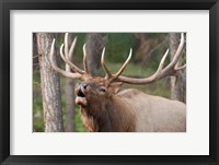 Canada, Alberta, Jasper National Park Bull elk bugling Fine Art Print