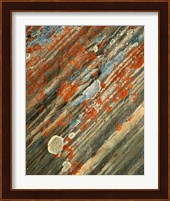 Lichens on stone, Banff NP, Alberta, Canada Fine Art Print