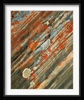 Lichens on stone, Banff NP, Alberta, Canada Framed Print