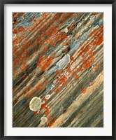 Lichens on stone, Banff NP, Alberta, Canada Framed Print