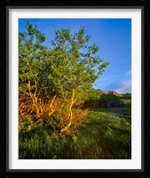 Quaking Aspen Grove along the Rocky Mountain Front in Waterton Lakes National Park, Alberta, Canada Fine Art Print