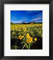 Balsamroot along the Rocky Mountain Front, Waterton Lakes National Park, Alberta, Canada Fine Art Print