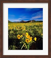 Balsamroot along the Rocky Mountain Front, Waterton Lakes National Park, Alberta, Canada Fine Art Print