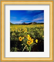 Balsamroot along the Rocky Mountain Front, Waterton Lakes National Park, Alberta, Canada Fine Art Print