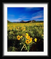 Balsamroot along the Rocky Mountain Front, Waterton Lakes National Park, Alberta, Canada Fine Art Print