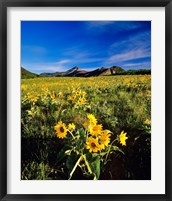 Balsamroot along the Rocky Mountain Front, Waterton Lakes National Park, Alberta, Canada Fine Art Print