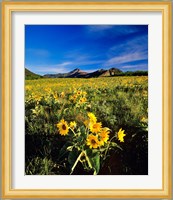 Balsamroot along the Rocky Mountain Front, Waterton Lakes National Park, Alberta, Canada Fine Art Print