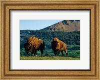 Bison bulls, Waterton Lakes NP, Alberta Canada Fine Art Print