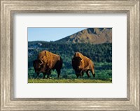 Bison bulls, Waterton Lakes NP, Alberta Canada Fine Art Print
