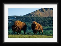 Bison bulls, Waterton Lakes NP, Alberta Canada Fine Art Print