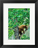 Black bear, aspen tree, Waterton Lakes NP, Alberta Fine Art Print