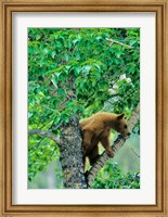 Black bear, aspen tree, Waterton Lakes NP, Alberta Fine Art Print