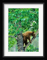 Black bear, aspen tree, Waterton Lakes NP, Alberta Fine Art Print