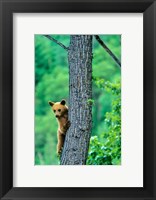Black bear, Waterton Lakes National Park, Alberta Fine Art Print