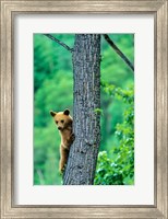 Black bear, Waterton Lakes National Park, Alberta Fine Art Print