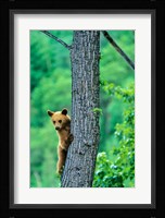 Black bear, Waterton Lakes National Park, Alberta Fine Art Print