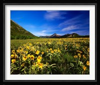 Arrowleaf balsomroot covers the praire, Waterton Lakes National Park, Alberta, Canada Framed Print