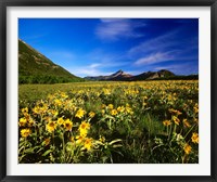 Arrowleaf balsomroot covers the praire, Waterton Lakes National Park, Alberta, Canada Framed Print