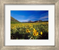 Arrowleaf balsomroot flowers, Waterton Lakes NP, Alberta Fine Art Print