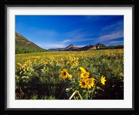 Arrowleaf balsomroot flowers, Waterton Lakes NP, Alberta Fine Art Print
