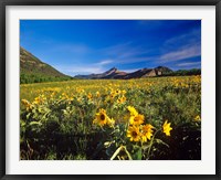 Arrowleaf balsomroot flowers, Waterton Lakes NP, Alberta Fine Art Print