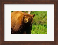 Juvenile black bear, Waterton Lakes NP, Alberta, Canada Fine Art Print