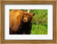 Juvenile black bear, Waterton Lakes NP, Alberta, Canada Fine Art Print