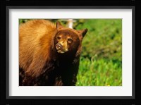 Juvenile black bear, Waterton Lakes NP, Alberta, Canada Fine Art Print