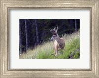 Young deer in Banff National Park, Alberta, Canada Fine Art Print