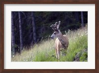 Young deer in Banff National Park, Alberta, Canada Fine Art Print