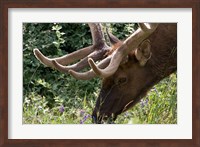 Portrait of Elk Feeding at Jasper National Park, Canada Fine Art Print