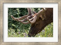 Portrait of Elk Feeding at Jasper National Park, Canada Fine Art Print
