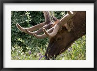 Portrait of Elk Feeding at Jasper National Park, Canada Fine Art Print