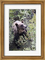 Grizzly bear in Kootenay National Park, Canada Fine Art Print