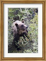 Grizzly bear in Kootenay National Park, Canada Fine Art Print